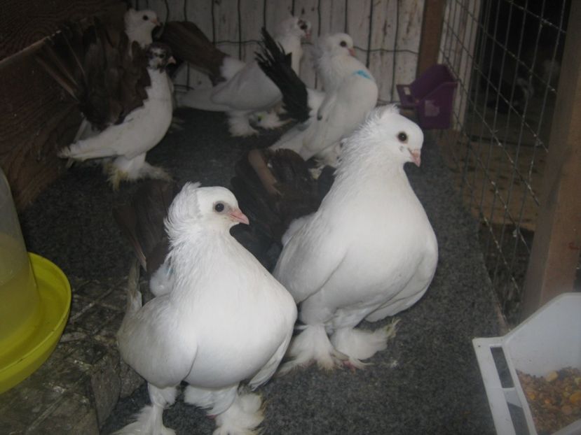  - CAUCASIAN TUMBLER PIGEON- nordcaucazieni