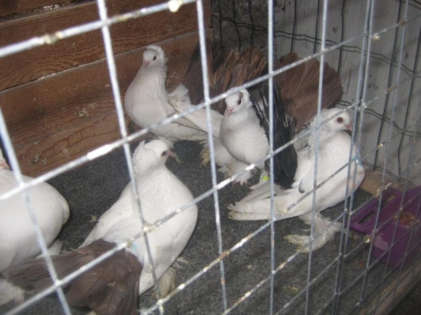  - CAUCASIAN TUMBLER PIGEON- nordcaucazieni