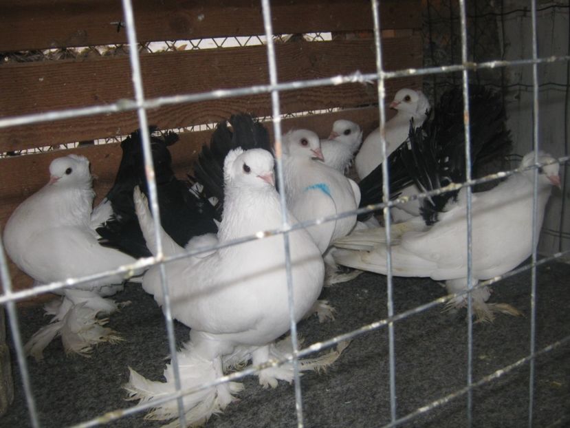  - CAUCASIAN TUMBLER PIGEON- nordcaucazieni