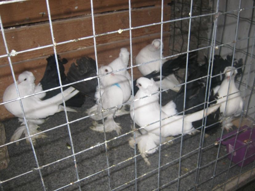  - CAUCASIAN TUMBLER PIGEON- nordcaucazieni