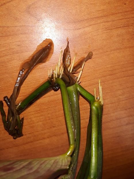 Marantha - Experiențe reușite