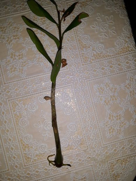 Zamioculas - Experiențe reușite