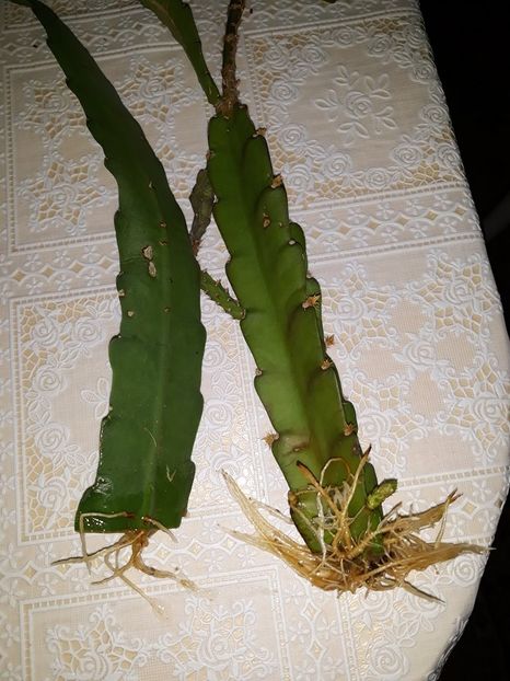  - Experiențe reușite