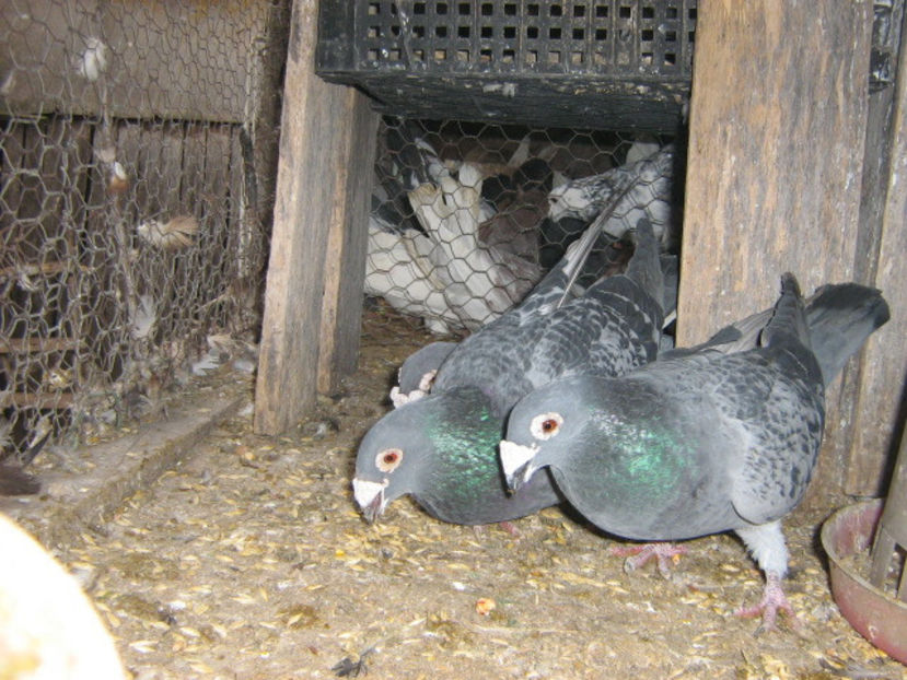 ian 009 - Gut si albastru