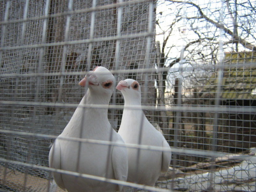 ian 156 - VOIAJORI STIL VECHI SI  VOIAJORI DE FRUMUSETE