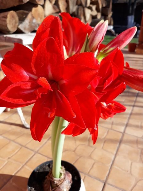  - 2018 - Florile mele