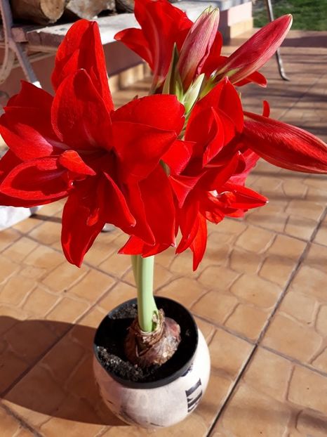  - 2018 - Florile mele