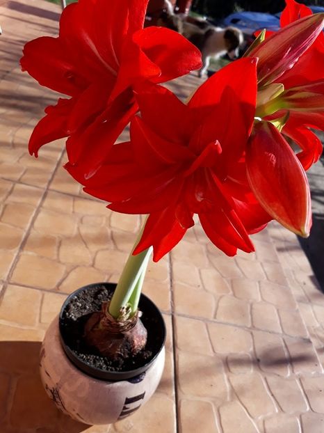  - 2018 - Florile mele