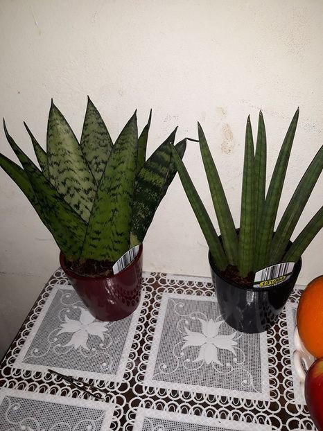  - 2018 - Florile mele