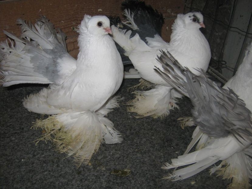  - CAUCASIAN TUMBLER PIGEON- nordcaucazieni