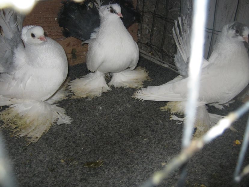  - CAUCASIAN TUMBLER PIGEON- nordcaucazieni