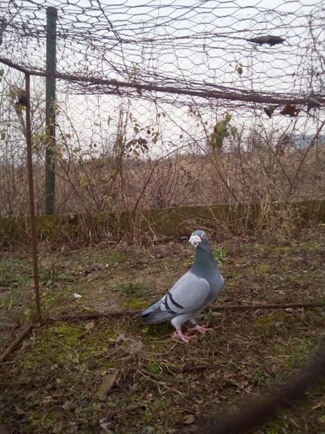  - VOIAJORI STIL VECHI MASCULI 2018