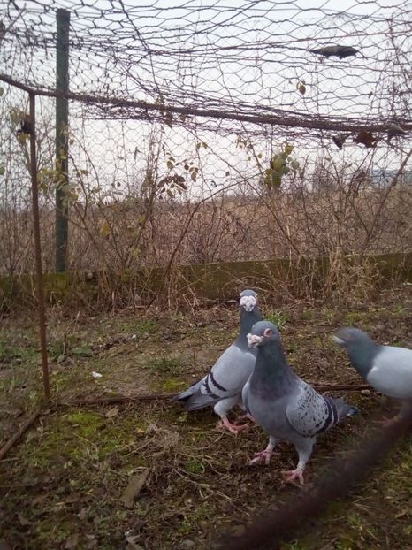  - VOIAJORI STIL VECHI MASCULI 2018