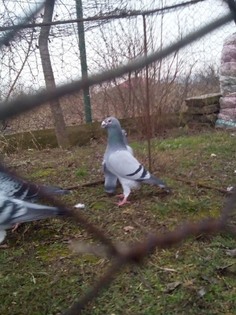  - VOIAJORI STIL VECHI MASCULI 2018