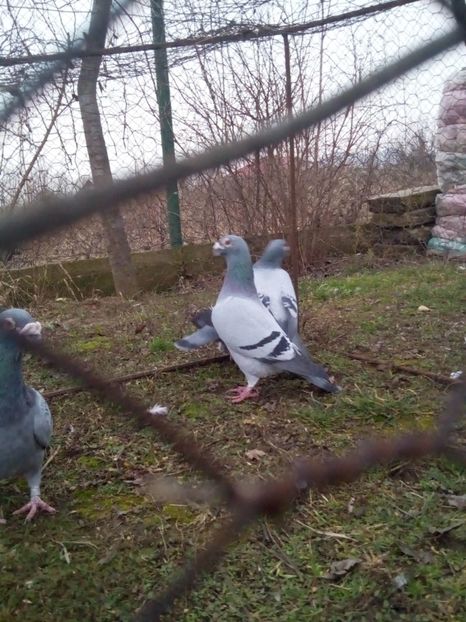  - VOIAJORI STIL VECHI MASCULI 2018