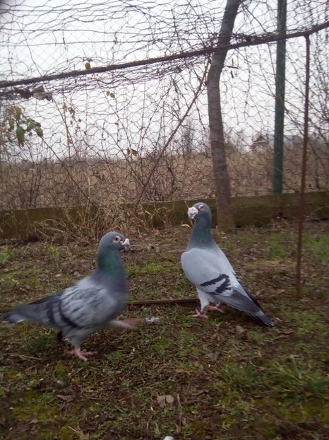  - VOIAJORI STIL VECHI MASCULI 2018