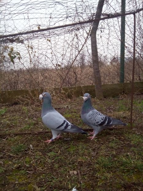  - VOIAJORI STIL VECHI MASCULI 2018