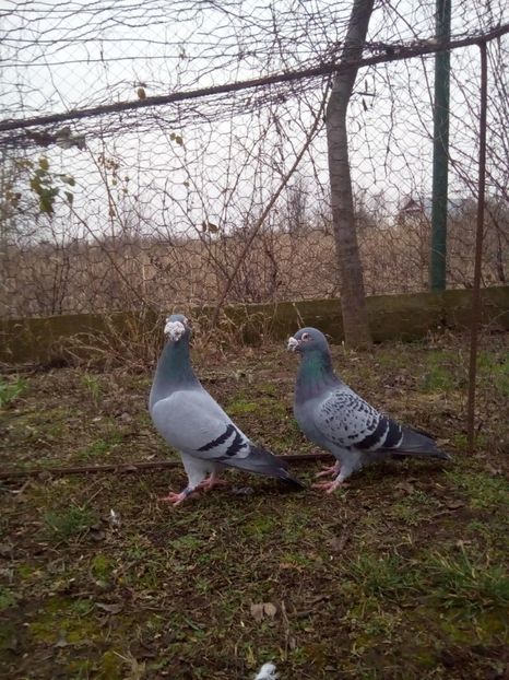  - VOIAJORI STIL VECHI MASCULI 2018