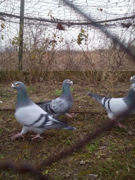  - VOIAJORI STIL VECHI MASCULI 2018