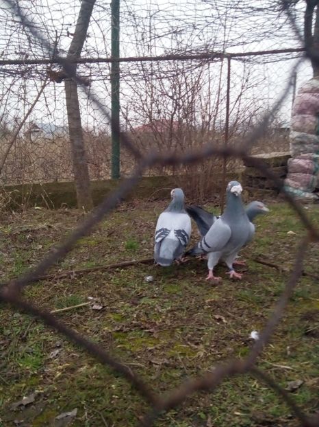  - VOIAJORI STIL VECHI MASCULI 2018