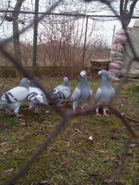  - VOIAJORI STIL VECHI MASCULI 2018