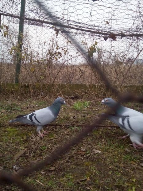  - VOIAJORI STIL VECHI MASCULI 2018