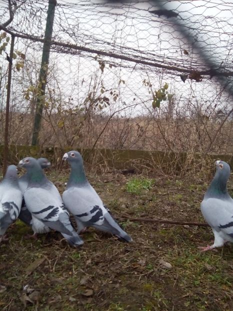  - VOIAJORI STIL VECHI MASCULI 2018