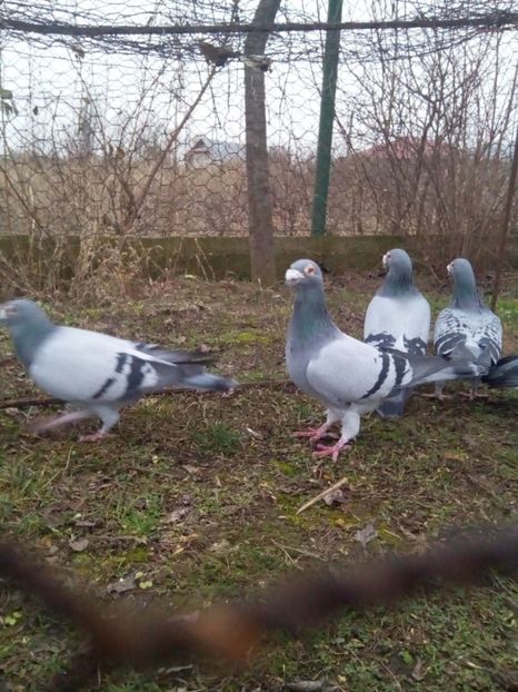  - VOIAJORI STIL VECHI MASCULI 2018