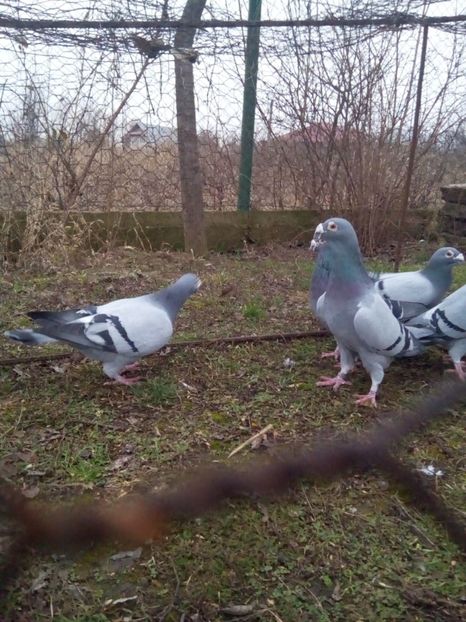  - VOIAJORI STIL VECHI MASCULI 2018