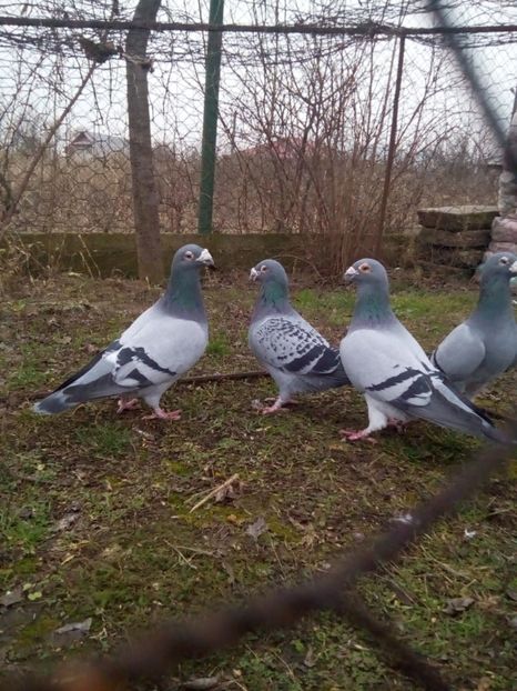  - VOIAJORI STIL VECHI MASCULI 2018