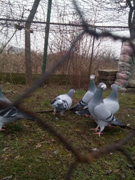  - VOIAJORI STIL VECHI MASCULI 2018