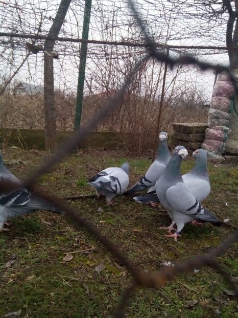  - VOIAJORI STIL VECHI MASCULI 2018