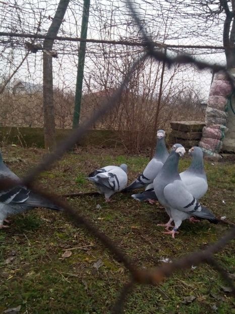  - VOIAJORI STIL VECHI MASCULI 2018