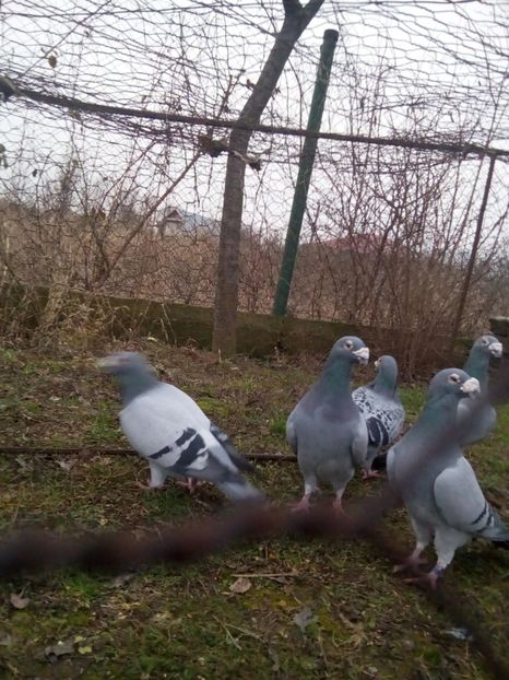  - VOIAJORI STIL VECHI MASCULI 2018