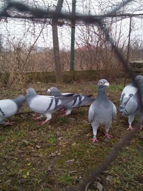  - VOIAJORI STIL VECHI MASCULI 2018