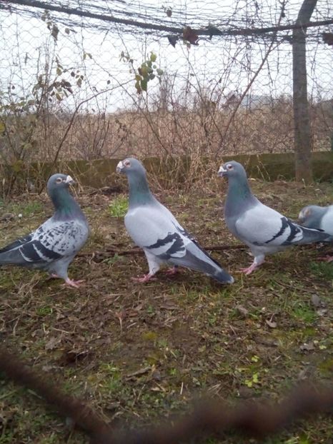  - VOIAJORI STIL VECHI MASCULI 2018