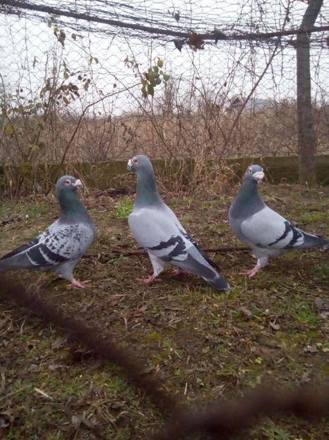  - VOIAJORI STIL VECHI MASCULI 2018