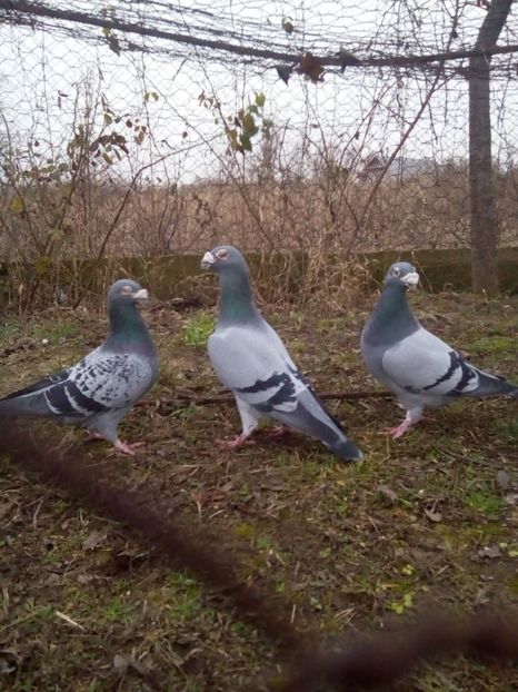  - VOIAJORI STIL VECHI MASCULI 2018