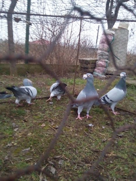  - VOIAJORI STIL VECHI MASCULI 2018