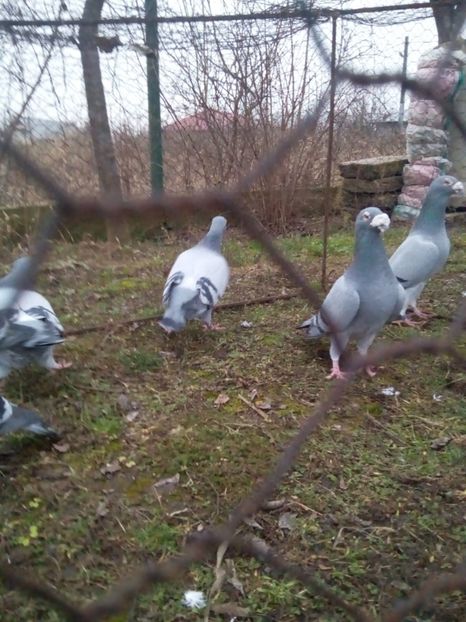  - VOIAJORI STIL VECHI MASCULI 2018