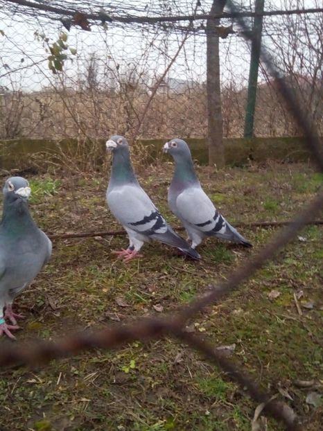  - VOIAJORI STIL VECHI MASCULI 2018