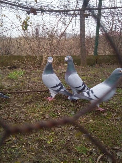  - VOIAJORI STIL VECHI MASCULI 2018