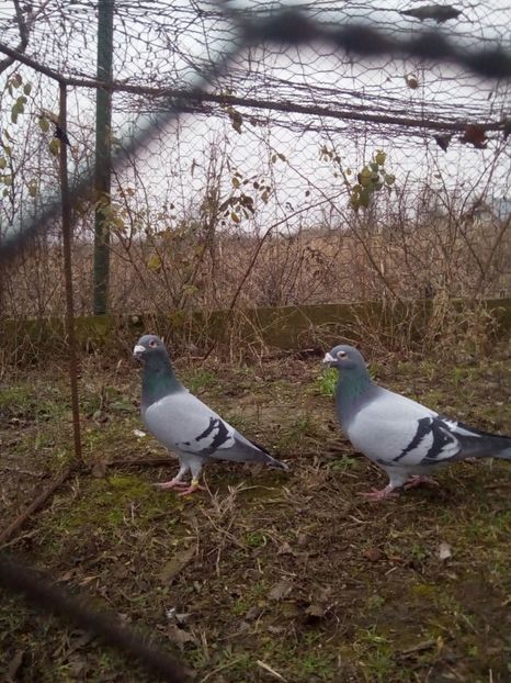  - VOIAJORI STIL VECHI MASCULI 2018