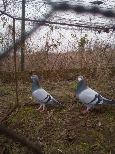  - VOIAJORI STIL VECHI MASCULI 2018