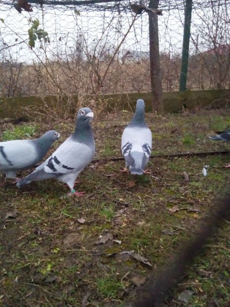  - VOIAJORI STIL VECHI MASCULI 2018