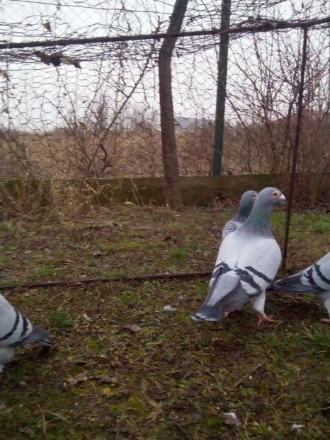  - VOIAJORI STIL VECHI MASCULI 2018