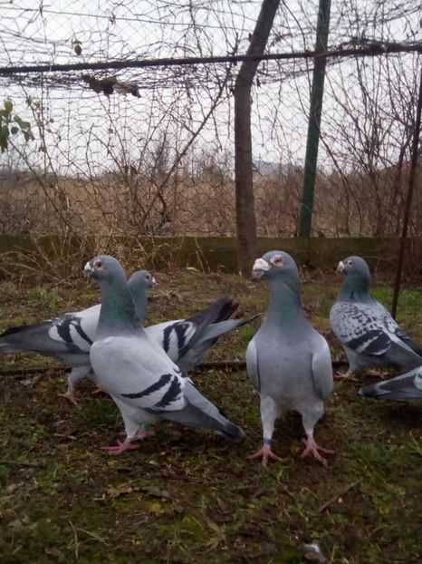  - VOIAJORI STIL VECHI MASCULI 2018