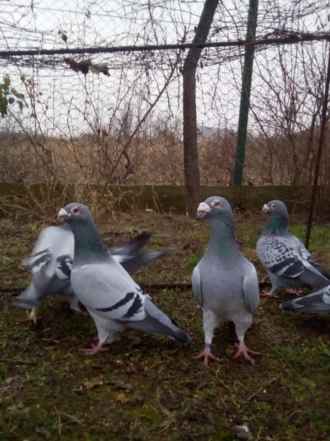  - VOIAJORI STIL VECHI MASCULI 2018