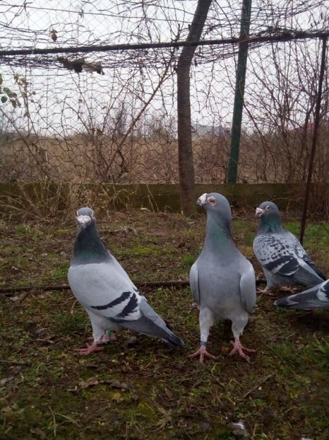  - VOIAJORI STIL VECHI MASCULI 2018