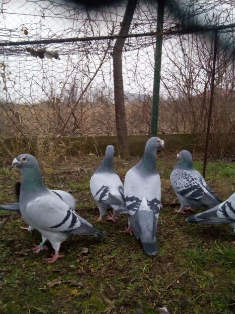  - VOIAJORI STIL VECHI MASCULI 2018